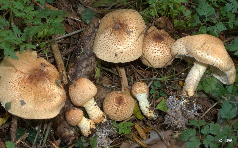 Lepiota ochraceofulva